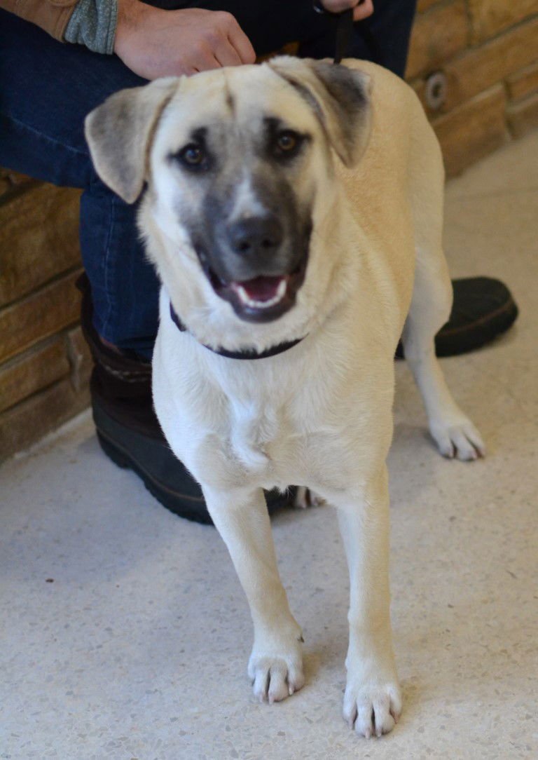 ZOEY - Shepherd / Anatolian Shepherd available for adoption