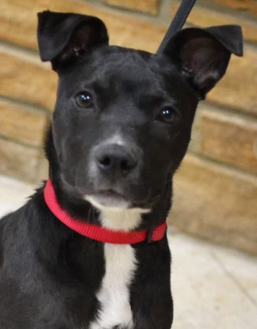 TRINA - Pit Bull Terrier / Labrador Retriever for adoption in Springfield
