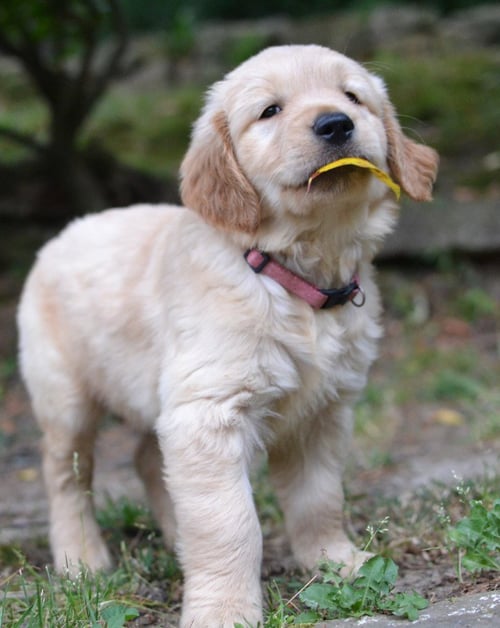 LACEY