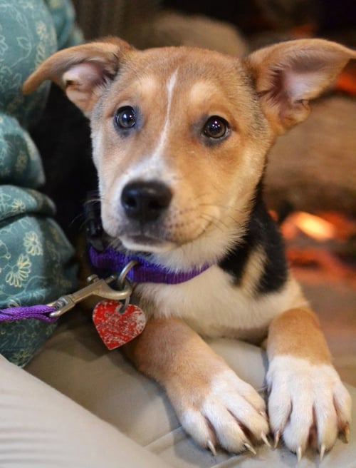 POPPY - Jack Russell Terrier for adoption in Springfield