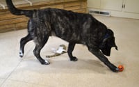 Smokey - Photo 2