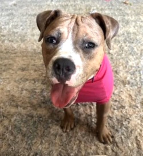 WINNIE - Boxer for adoption in Springfield
