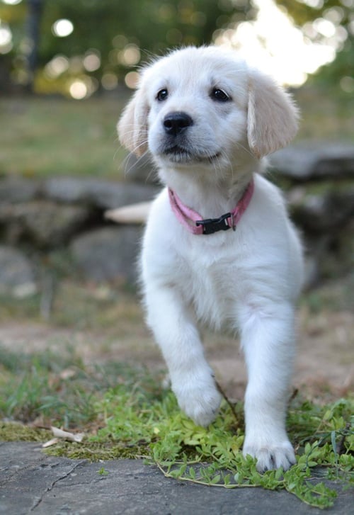 HONEY - Golden Retriever for adoption in Springfield