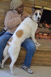 Arlo - Photo 3