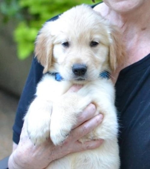 HANK