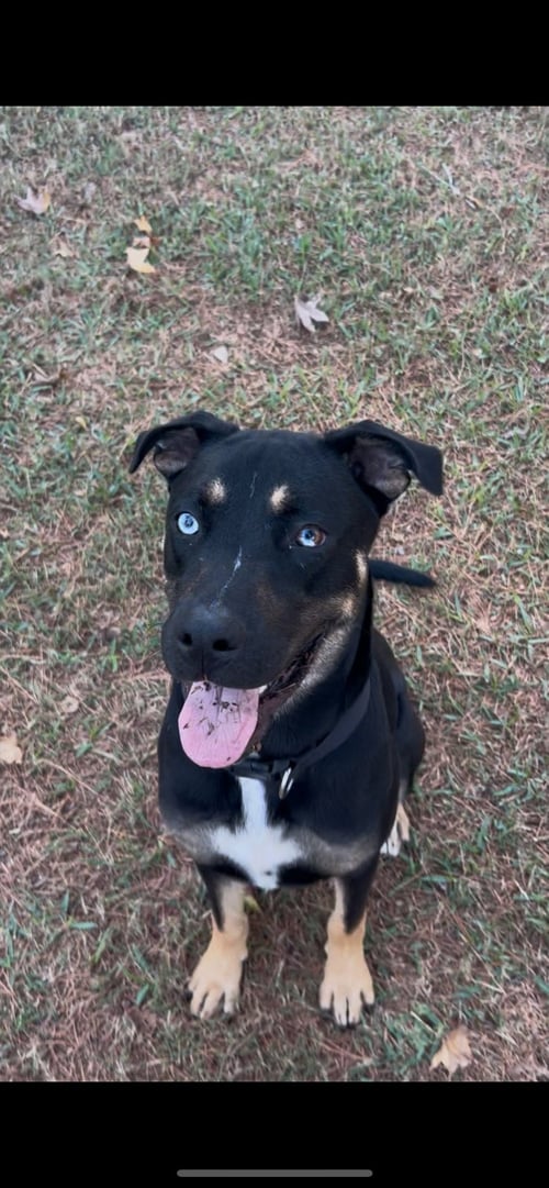 KEVIN - Husky available for adoption