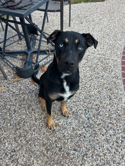 KEVIN - Husky available for adoption