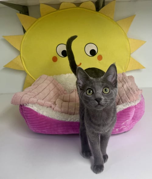 VIENNA - Domestic Short Hair / Tabby available for adoption