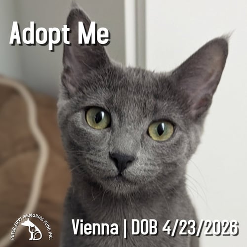 VIENNA - Domestic Short Hair / Tabby for adoption in Torrance