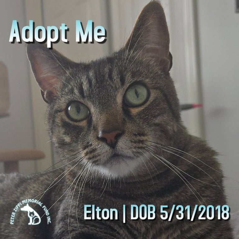 Elton Image