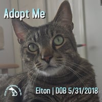 Elton - Photo 1
