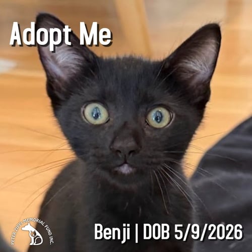 BENJI