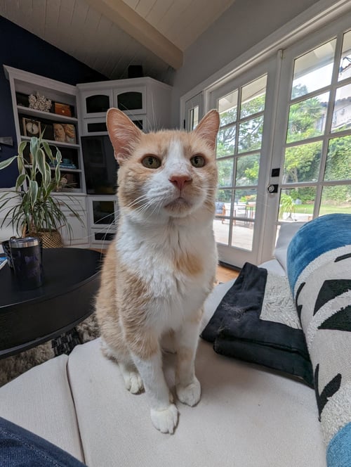 SONNY - Domestic Short Hair / Tabby available for adoption