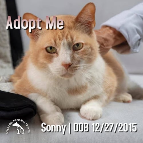 SONNY - Domestic Short Hair / Tabby for adoption in Torrance