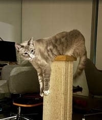 Simba - Photo 3