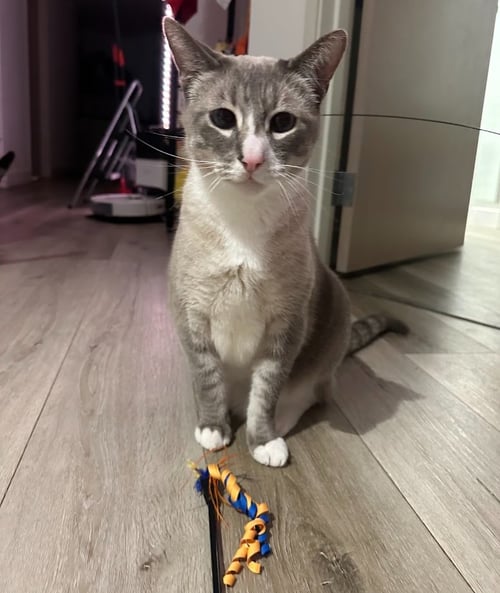 SIMBA - Snowshoe / Domestic Short Hair available for adoption