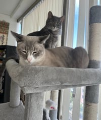 Simba - Photo 4