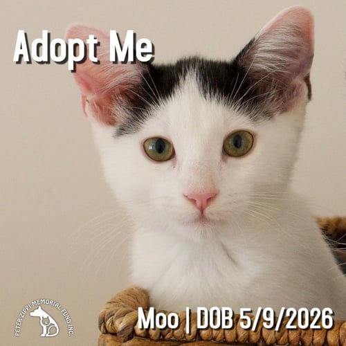 MOO - Domestic Short Hair / American Shorthair for adoption in Torrance