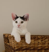 Moo - Photo 3