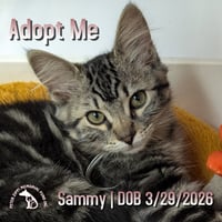 Sammy - Photo 1