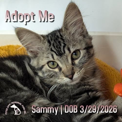 SAMMY - Tabby / Domestic Medium Hair for adoption in Torrance
