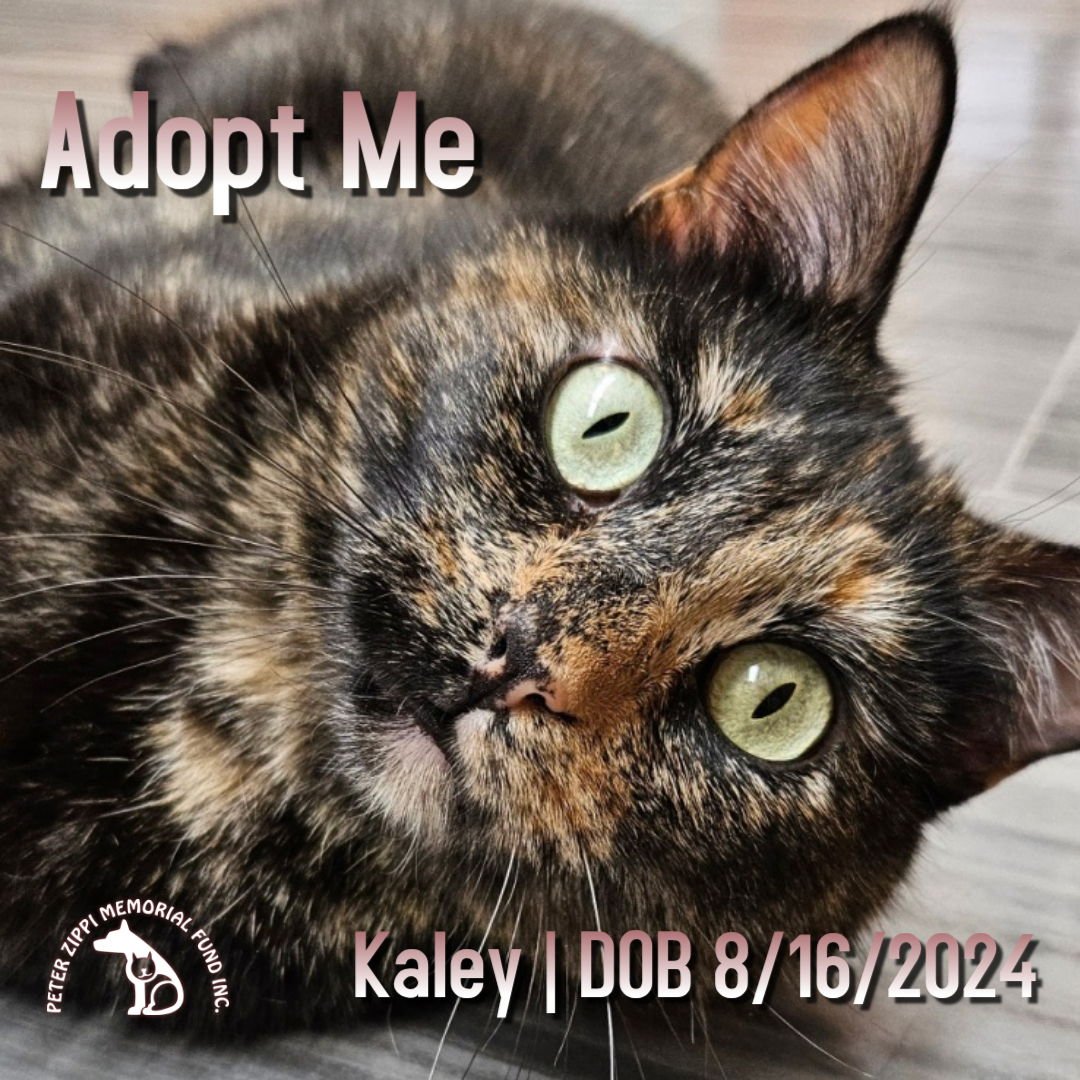 KALEY - Tortoiseshell / Domestic Short Hair for adoption in Torrance