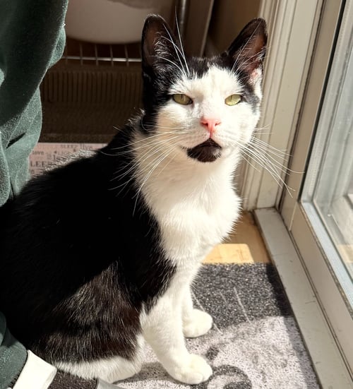 JOJI AKA JOE - Domestic Short Hair / American Shorthair available for adoption