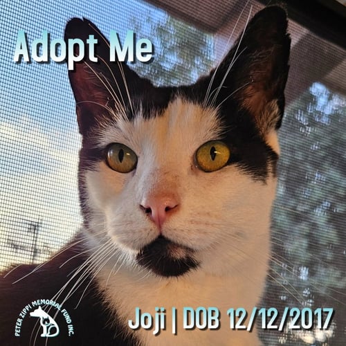JOJI AKA JOE - Domestic Short Hair / American Shorthair for adoption in Torrance