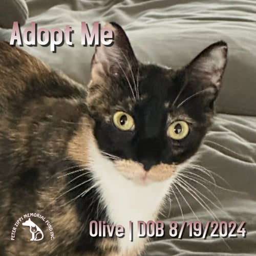 OLIVE - Calico / Tortoiseshell for adoption in Torrance