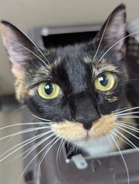 Olive - Photo 3