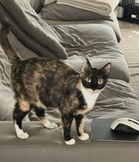 Olive - Photo 4