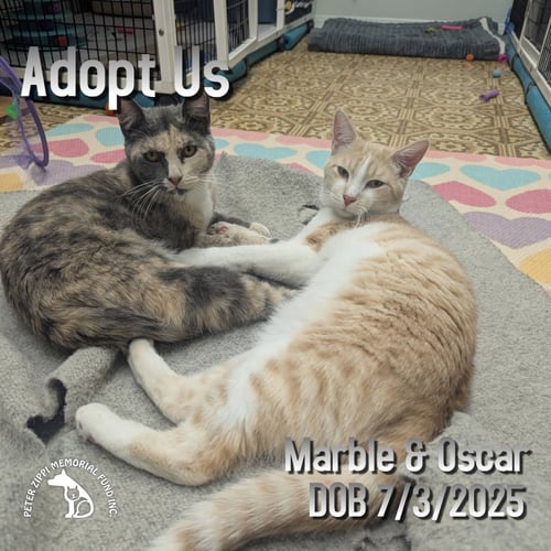 MARBLE & OSCAR - Domestic Short Hair / American Shorthair for adoption in Torrance