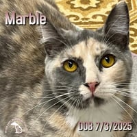 Marble & Oscar - Photo 2