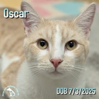 Marble & Oscar - Photo 3