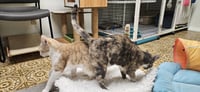 Marble & Oscar - Photo 4