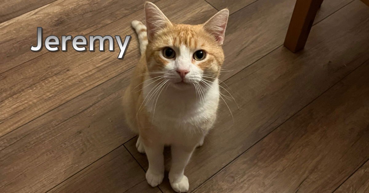 JEREMY - Domestic Short Hair / Tabby for adoption in Torrance