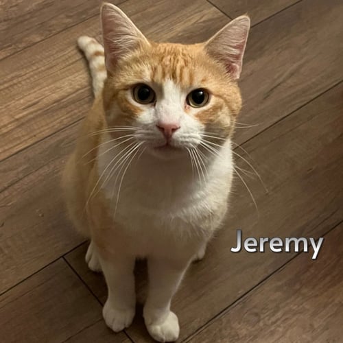 JEREMY (COURTESY POSTING) - Domestic Short Hair / Tabby for adoption in Torrance