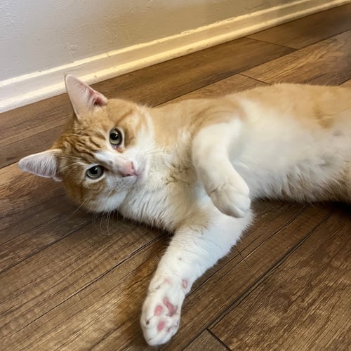 JEREMY (COURTESY POSTING) - Domestic Short Hair / Tabby available for adoption