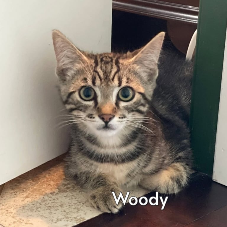 Woody (Courtesy Posting) Image