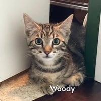 Woody (Courtesy Posting) - Photo 1