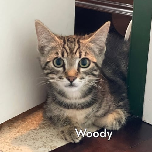 WOODY (COURTESY POSTING) - Tabby / Domestic Short Hair for adoption in Torrance