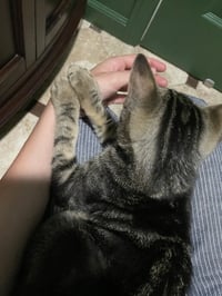 Woody (Courtesy Posting) - Photo 3