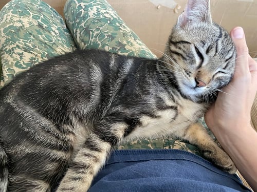 WOODY (COURTESY POSTING) - Tabby / Domestic Short Hair available for adoption