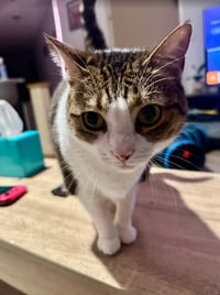 Tabitha - Photo 3