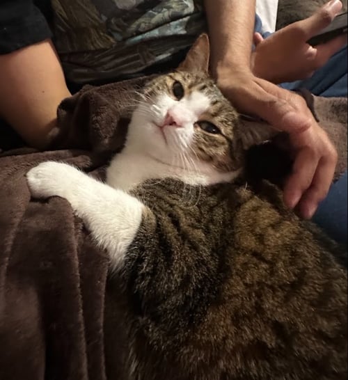 TABITHA - Tabby / Domestic Short Hair available for adoption
