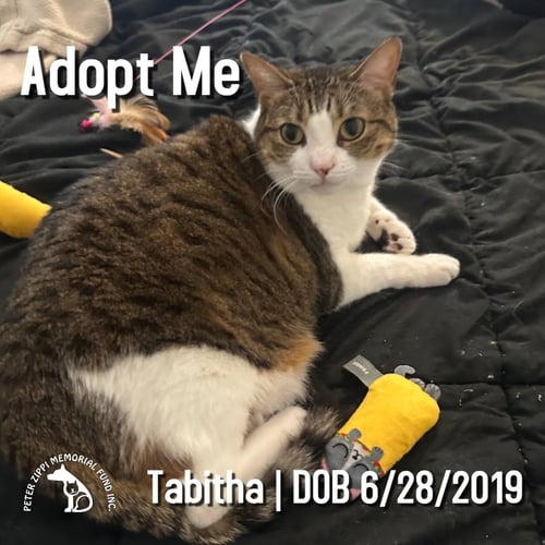 TABITHA - Tabby / Domestic Short Hair for adoption in Torrance