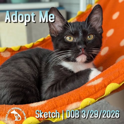 SKETCH - Tuxedo / Domestic Short Hair for adoption in Torrance