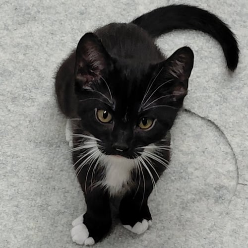 SKETCH - Tuxedo / Domestic Short Hair available for adoption