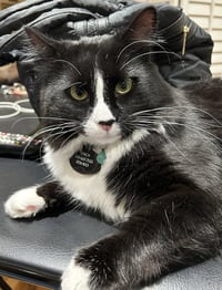 Stitch (Courtesy Posting) - Photo 2