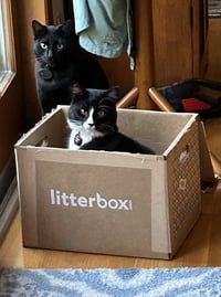 Stitch (Courtesy Posting) - Photo 4